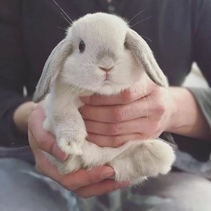 Грызуны, птицы, рыбки