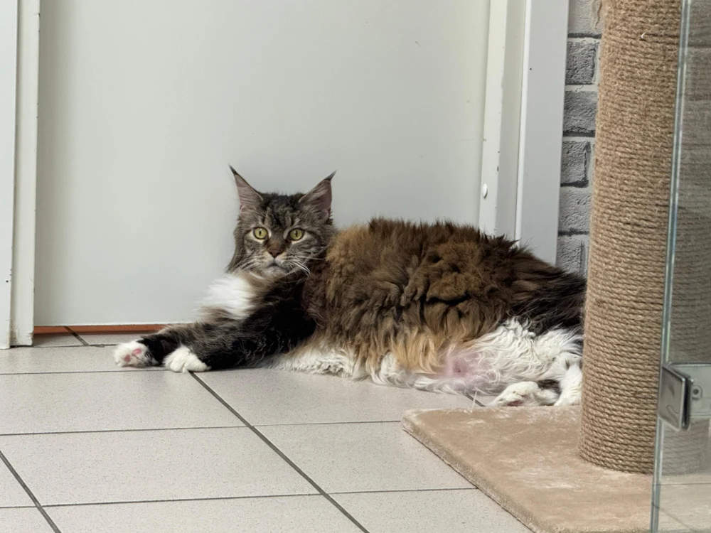 Гостиница для кошек с видеонаблюдением 