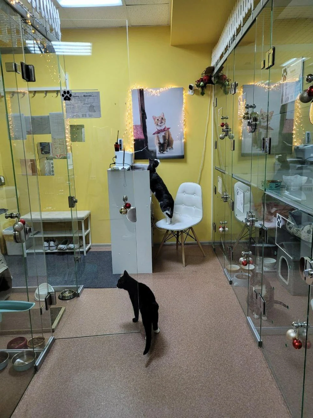 CatRetreat
