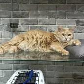 97457fcc-05d4-4ab1-9533-09763f288722-xxxl (1).webp