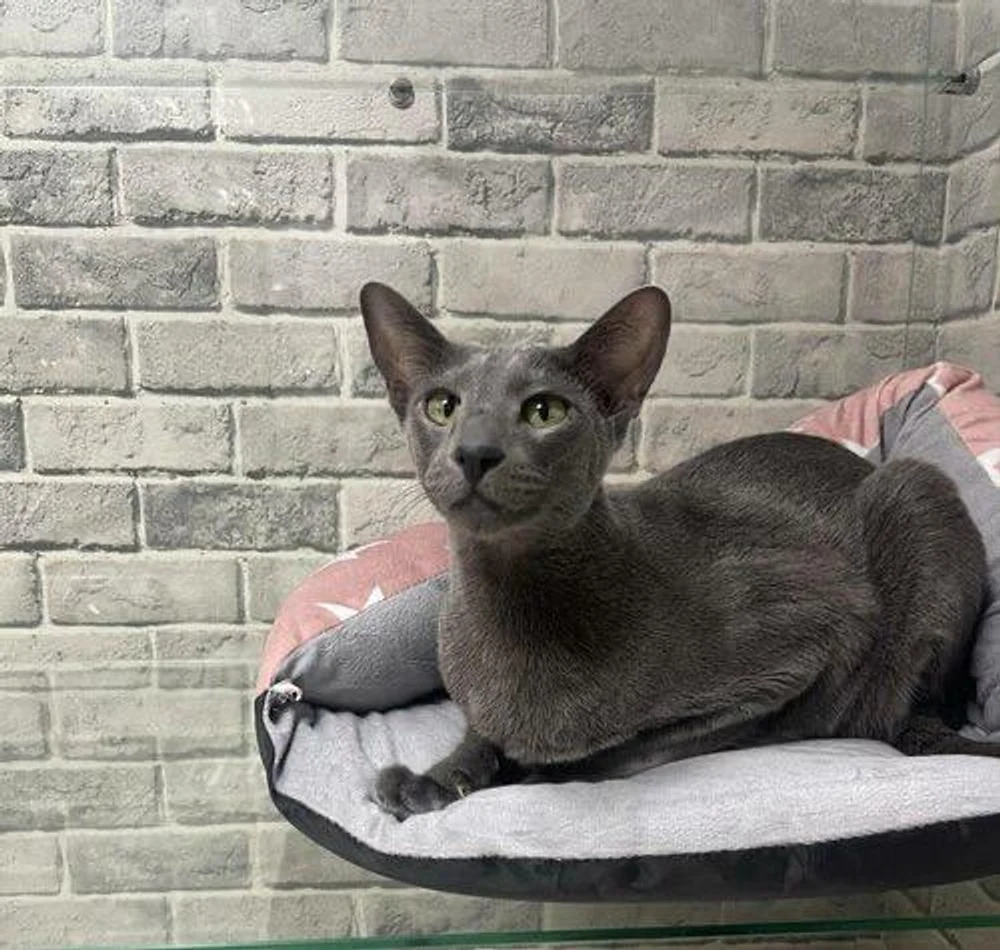 Гостиница для кошек с видеонаблюдением 